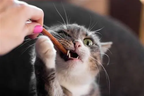 kucing sedang mengunyah makanan_Marinka Buronka, Shutterstock