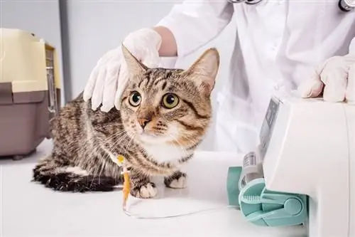 gato em um gotejamento em uma clínica veterinária