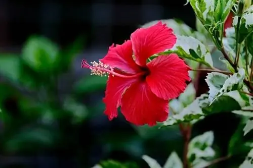 Är Hibiscus giftig för katter? Håller din katt säker