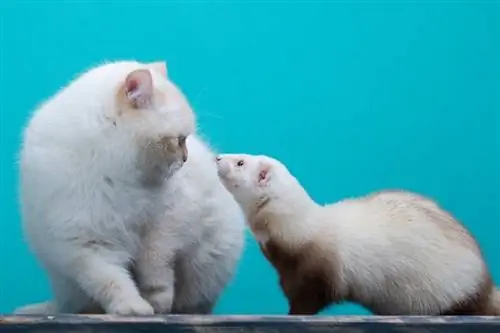 Adakah Ferret dan Kucing Bergaul? Semua yang Anda Perlu Tahu