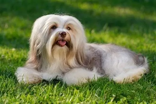 havanese guļ uz zāles