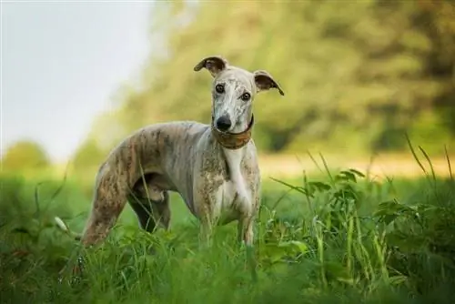 whippet in die veld