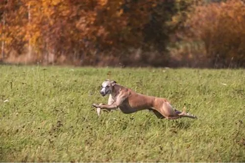 Whippet correndo