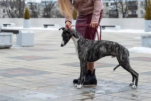 vrou stap met haar whippet hond