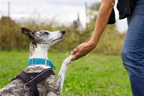 treinamento de cão chicote