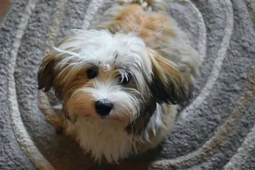 100+ Havanese honde name: donsig, wit, & Kubaanse idees