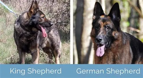 King Shepherd vs German Shepherd გვერდიგვერდ