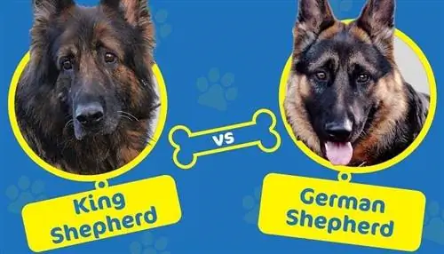 Königlicher Schäferhund vs. Deutscher Schäferhund: Was ist der Unterschied?