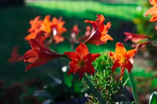 bela planta amarílis no jardim