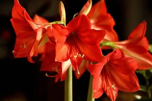 A është Amaryllis helmuese për macet? Mbajtja e sigurt e maces suaj