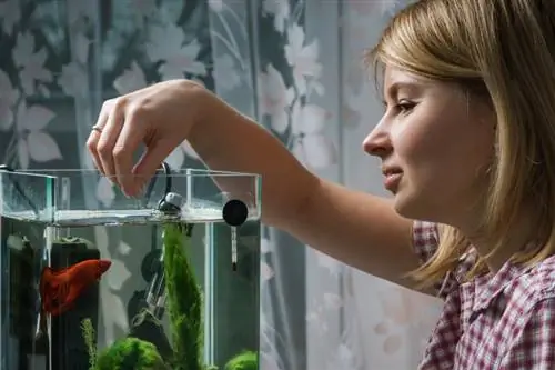 mujer alimentando peces betta en acuario