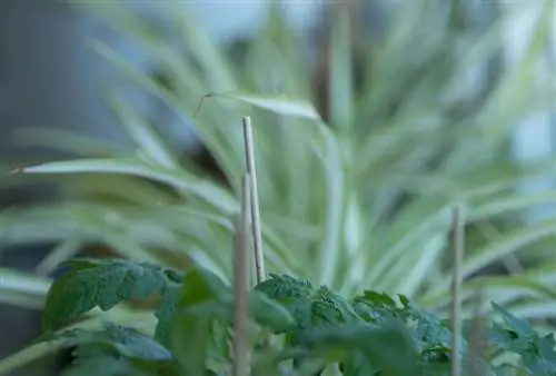 folhagem e estacas de plantas