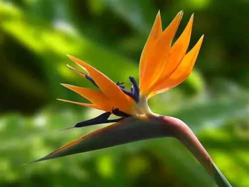 Είναι το Bird of Paradise τοξικό για τις γάτες; Κρατώντας τις γάτες σας ασφαλείς