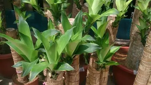 Dracaena fragrans 3