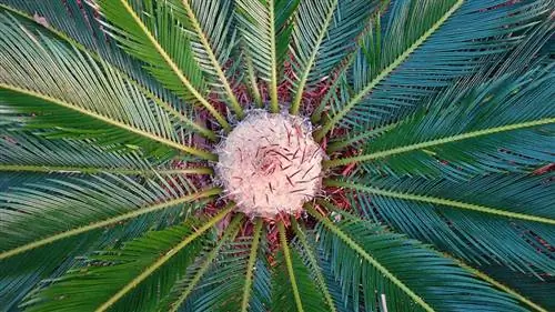 tuktok na view ng sago palm