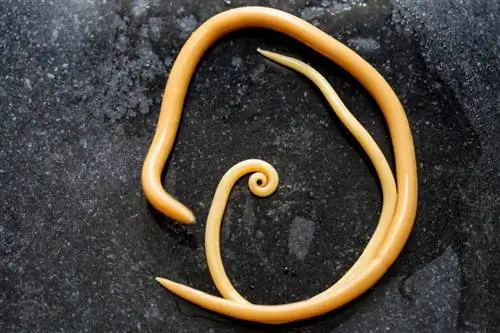 roundworms