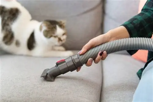 el gato está mirando la aspiradora de su dueño mientras limpia el sofá