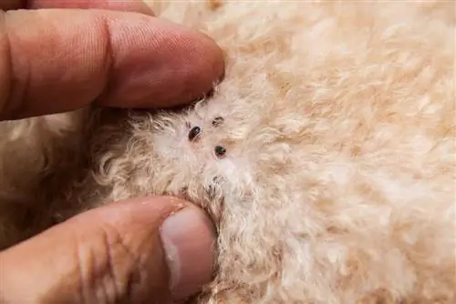 Kā uzbērt blusu bumbu ar iekštelpu kaķiem - 7 padomi un triki