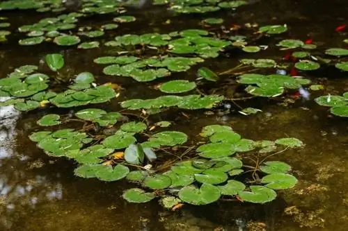 tanque de peixes