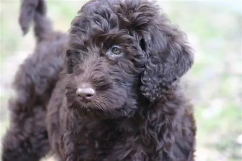 brązowy goldendoodle