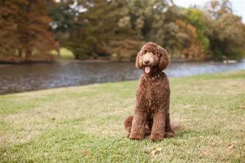 Czekoladowy Goldendoodle