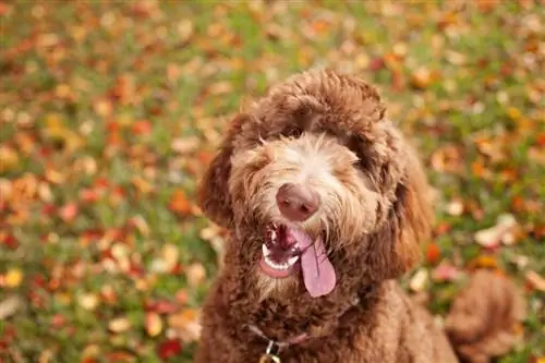 Goldendoodle de ciocolată