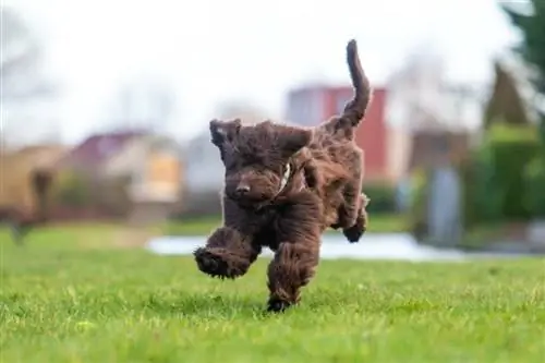 Czekoladowy goldendoodle bawiący się piłką tenisową