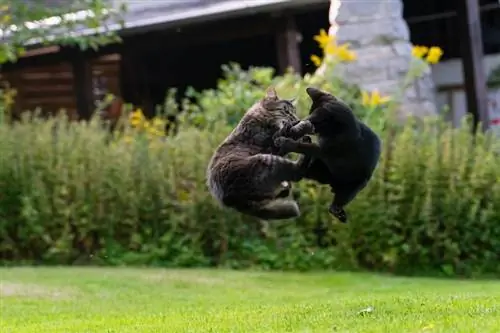 Dua ekor kucing bertarung dengan gaya kung-fu