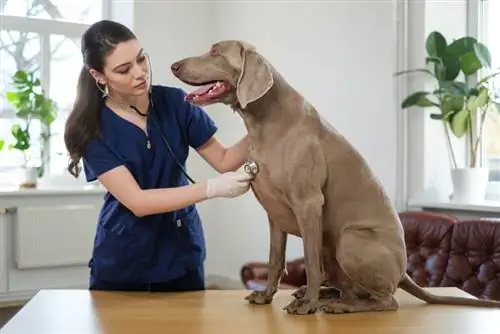 pemeriksaan anjing weimaraner oleh dokter hewan