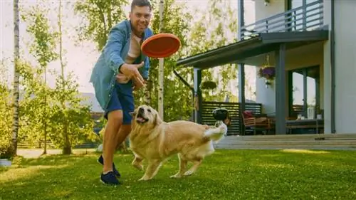 anjing golden retriever bermain dengan pemiliknya