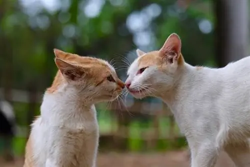 deux chats se touchent le nez