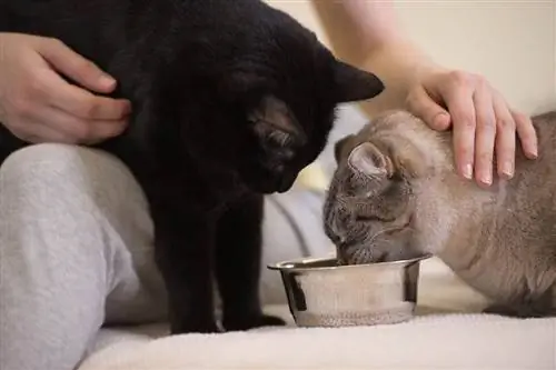 persona alimentando a dos gatos