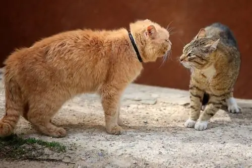 Hvordan stoppe katten min fra å mobbe den andre katten min: årsaker & Løsninger