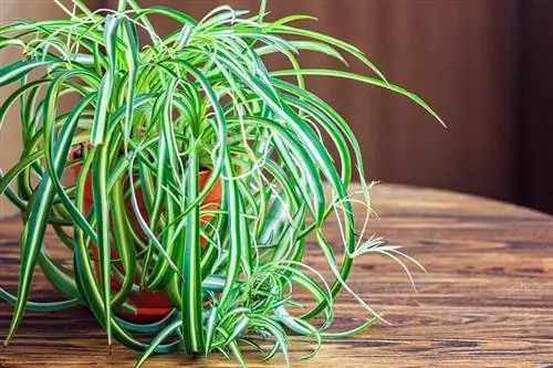 Planta aranha em uma mesa de madeira