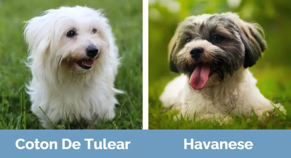 Coton De Tulear lwn Havanese - Perbezaan Visual