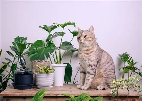 Philodendron plante d'intérieur pour chat