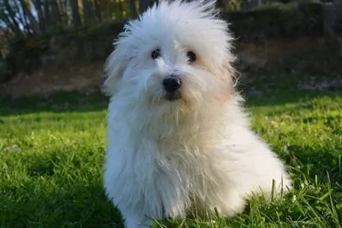 Coton de Tulear istuu nurmikolla