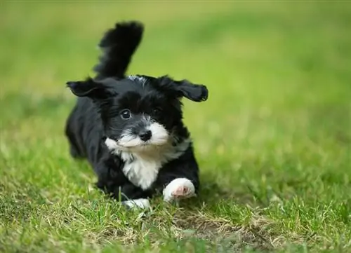 Havanese pentu valkoisilla merkeillä juoksee puistossa