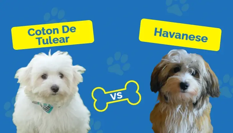 Coton De Tulear vs Havanese: diferencias sorprendentes (con imágenes)