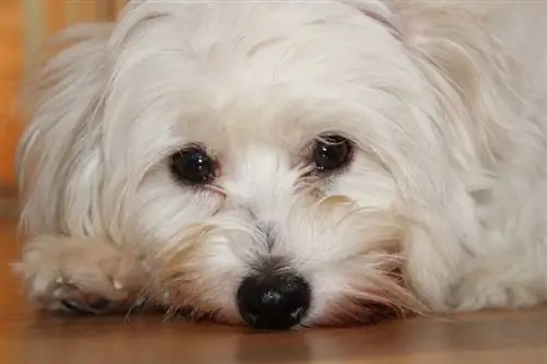 Coton de Tulear menutup muka