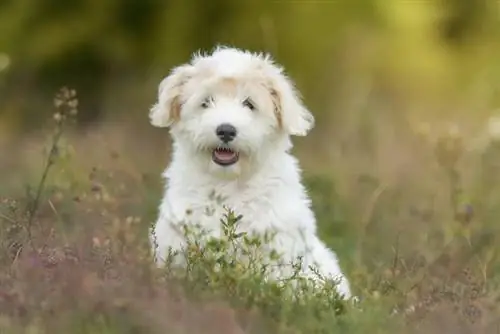 Coton de Tulear Beagle blandingshund