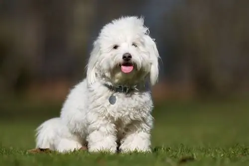 coton de tulear koira istuu nurmikolla