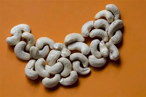 Cashew ընկույզ