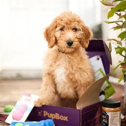 naročnina dog in pupbox