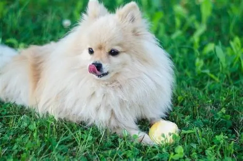 Pomerania comiendo pera