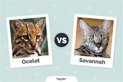 Ocelot vs Savannah Cat: likheter och skillnader