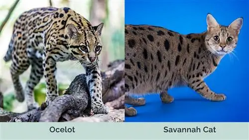 Mačka Ocelot vs Savannah bok po boku