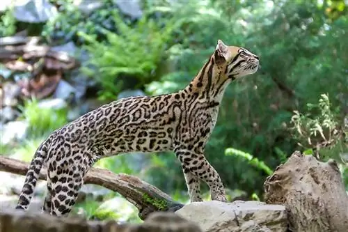 Ocelot explorând în aer liber