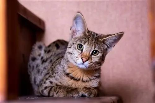 F1 Savannah Cat