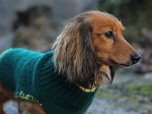 DIY dog sweater